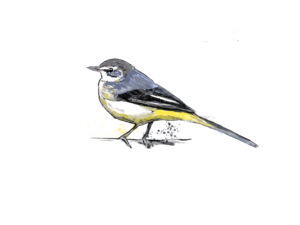 illustration d'une Alouette des Champs