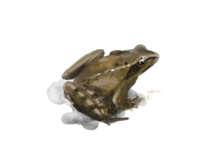 La grenouille agile : illustration nature