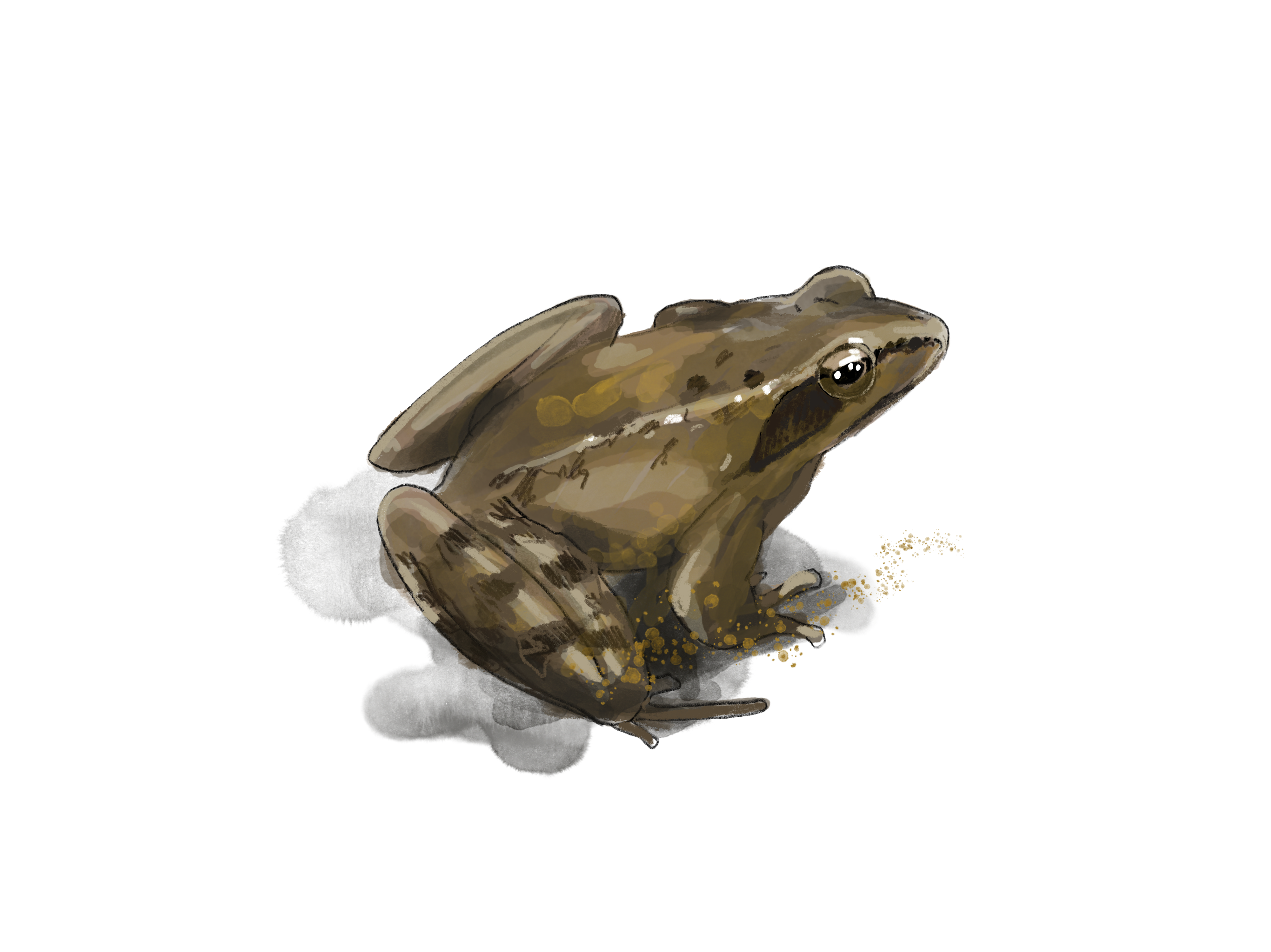 La grenouille agile : illustration nature