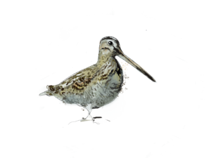 Illustration naturalise becassine des marais