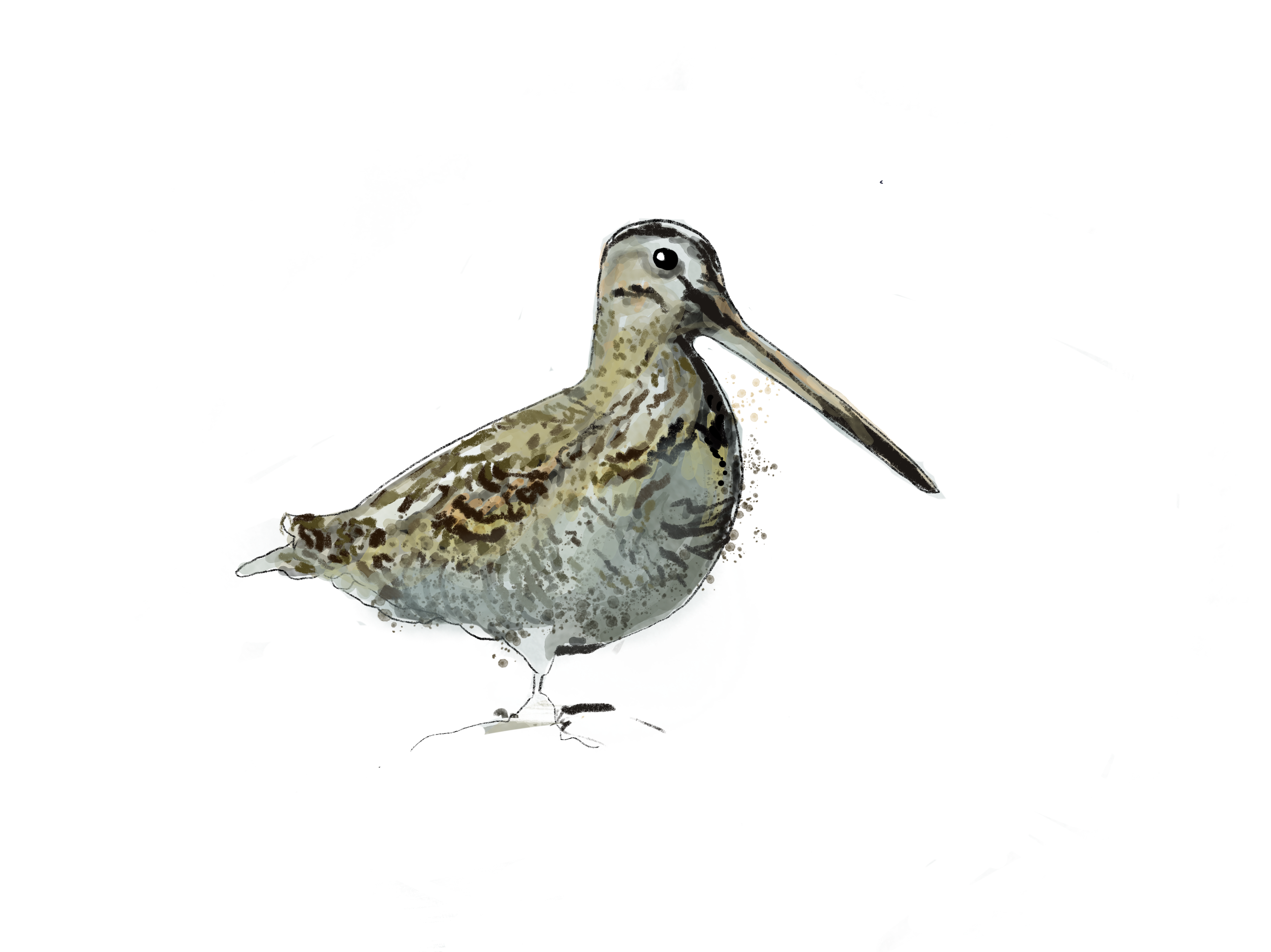 Illustration naturalise becassine des marais