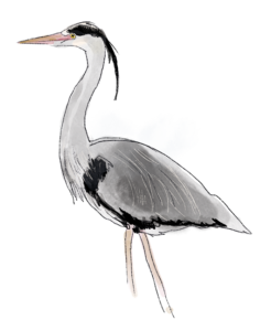 Illustration d'une héron cendré