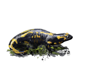 salamandre tachetée