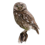 Illutration d'une chouette cheveche ©Benoît Lesaffre