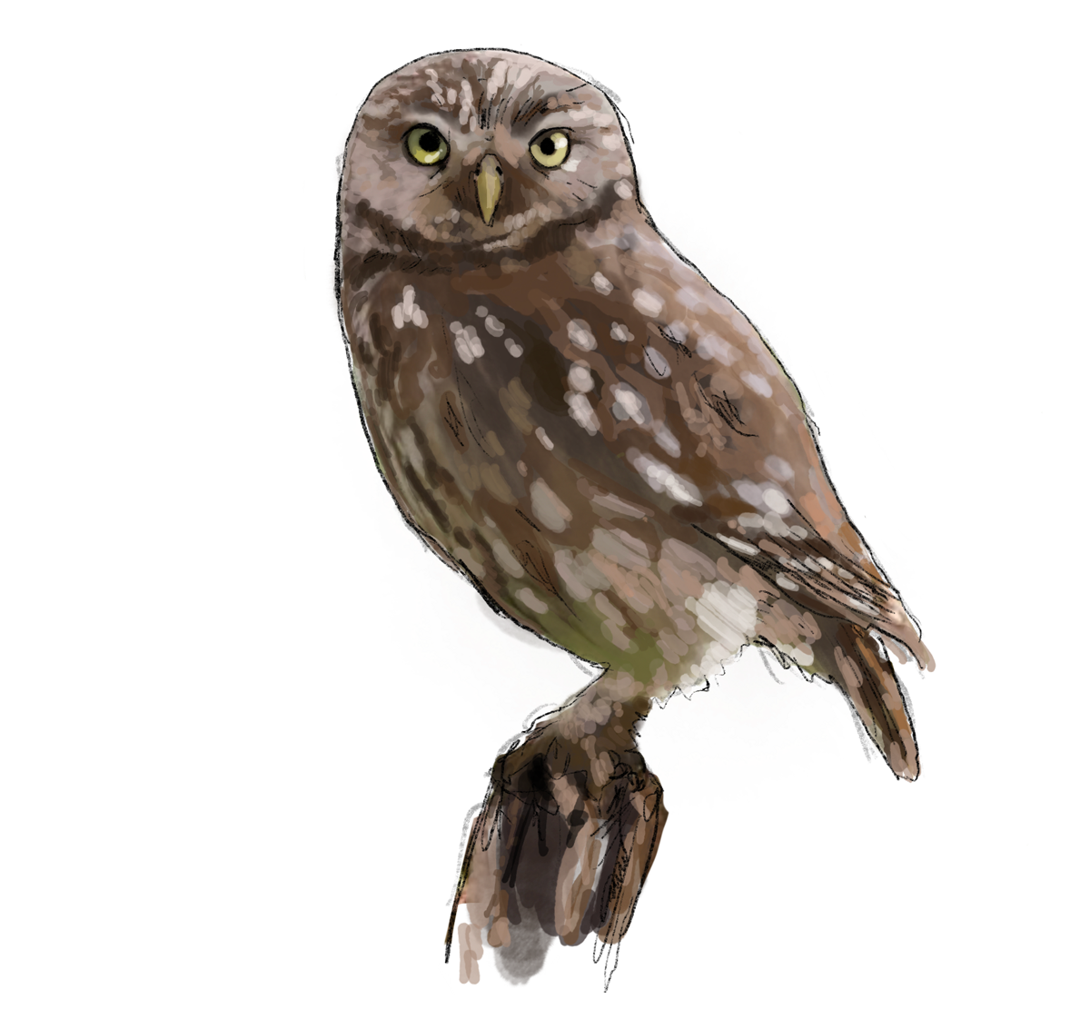 Illutration d'une chouette cheveche ©Benoît Lesaffre