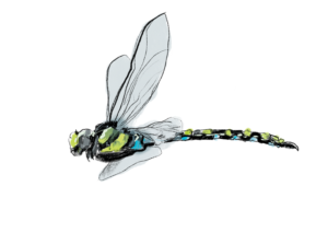 Illustration Aeschne bleue