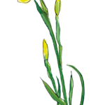 Iris des marais - creation graphique