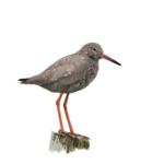 Illustration nature : Chevalier gambette