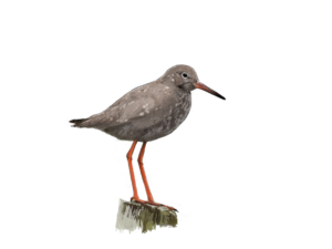 Illustration nature : Chevalier gambette