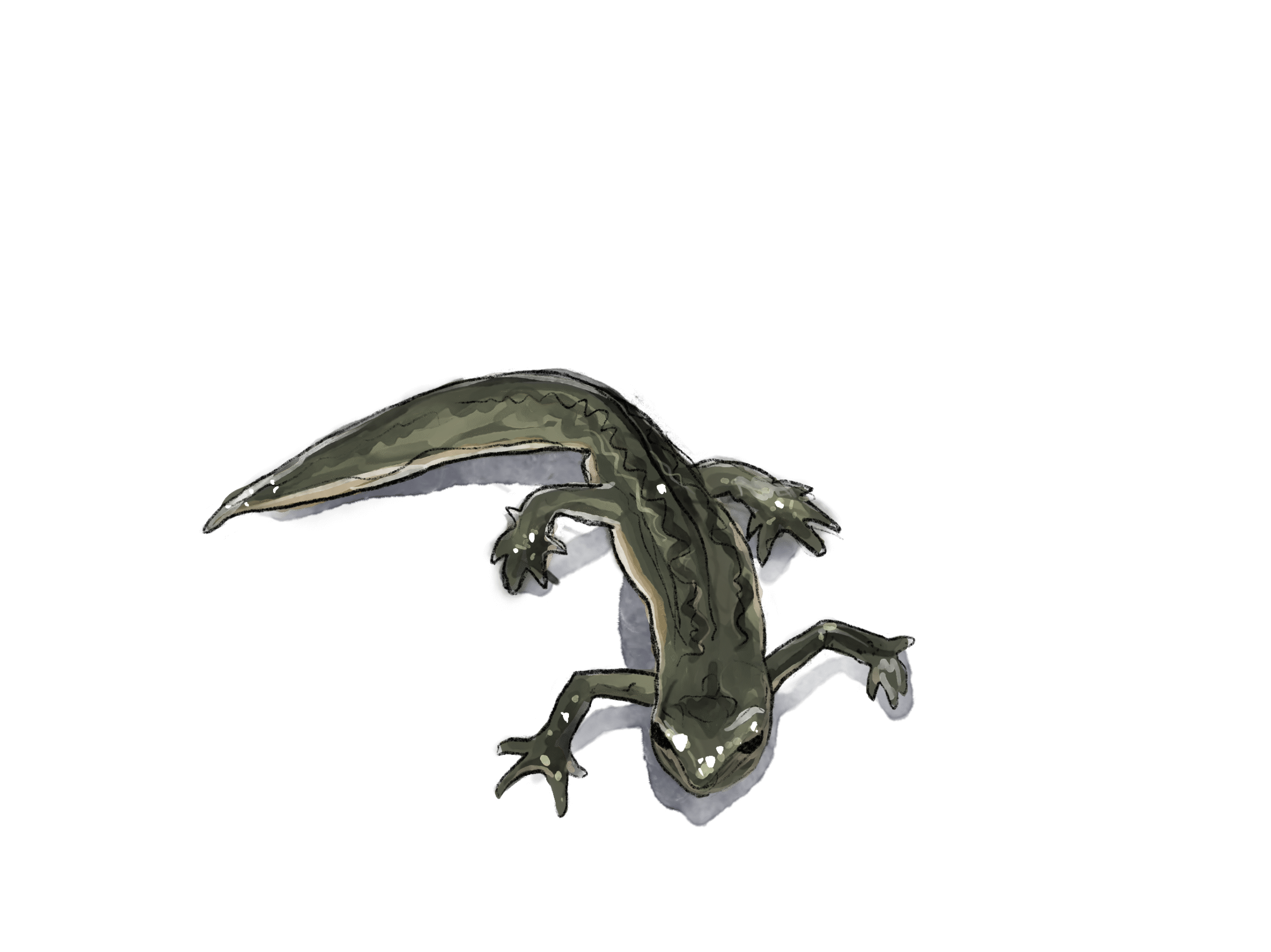 illustration triton palmé