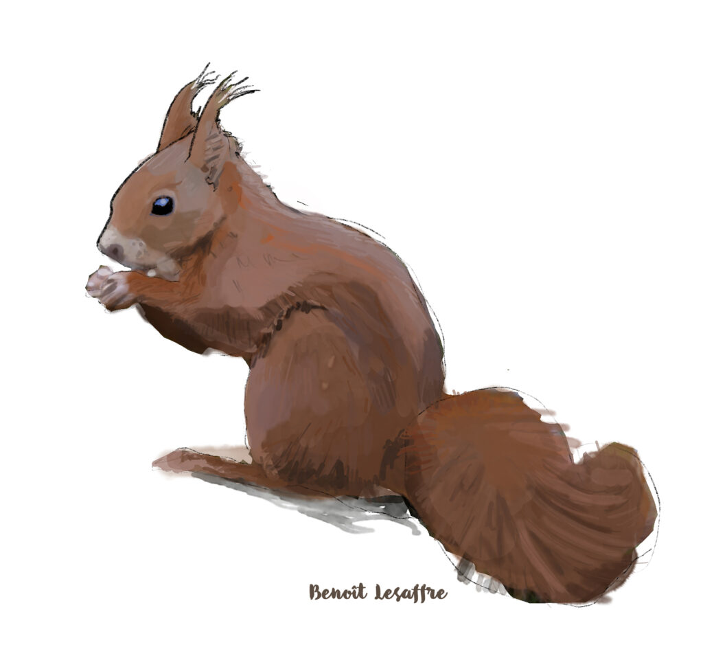 Illustration naturelle