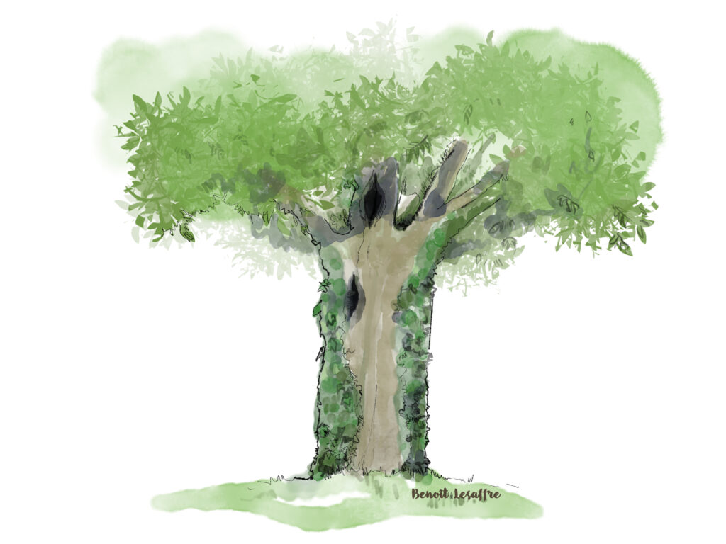 dessin aquarelle arbre