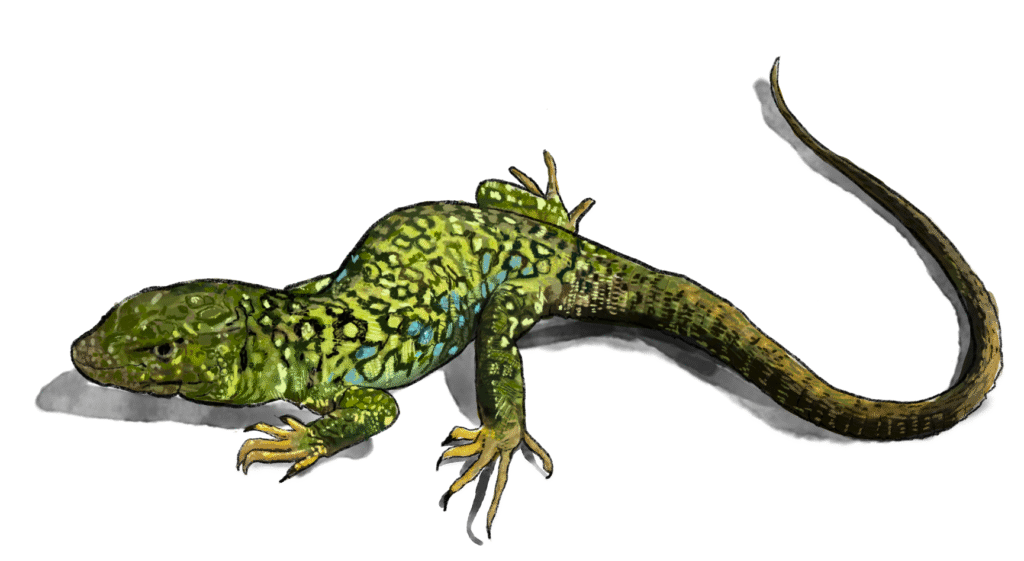 illustrateur naturaliste
