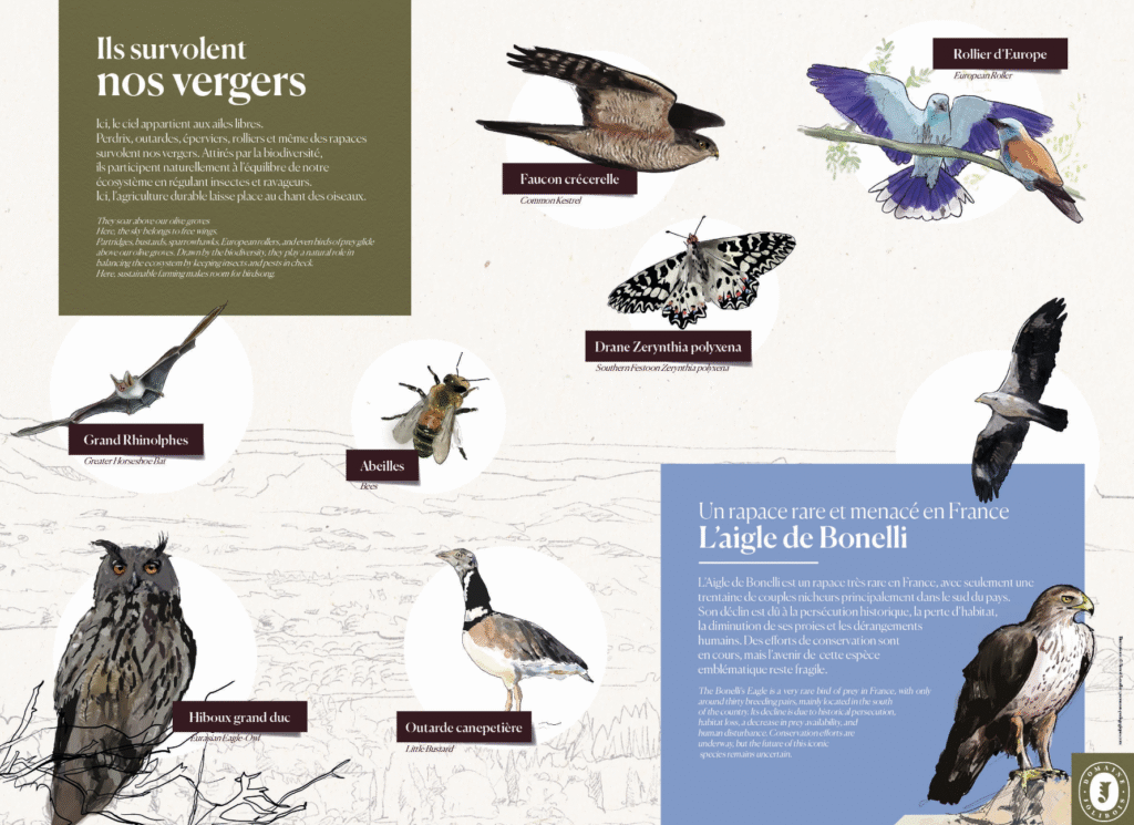 illustrations oiseaux, insectes, chauve-souris