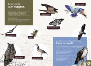 illustrations oiseaux, insectes, chauve-souris