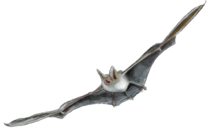 Panneau pédagogique chiroptères